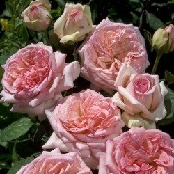 Rosier George Sand