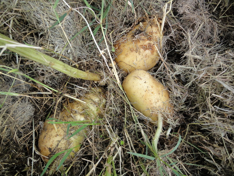 patates-aoc3bbt-2011-004