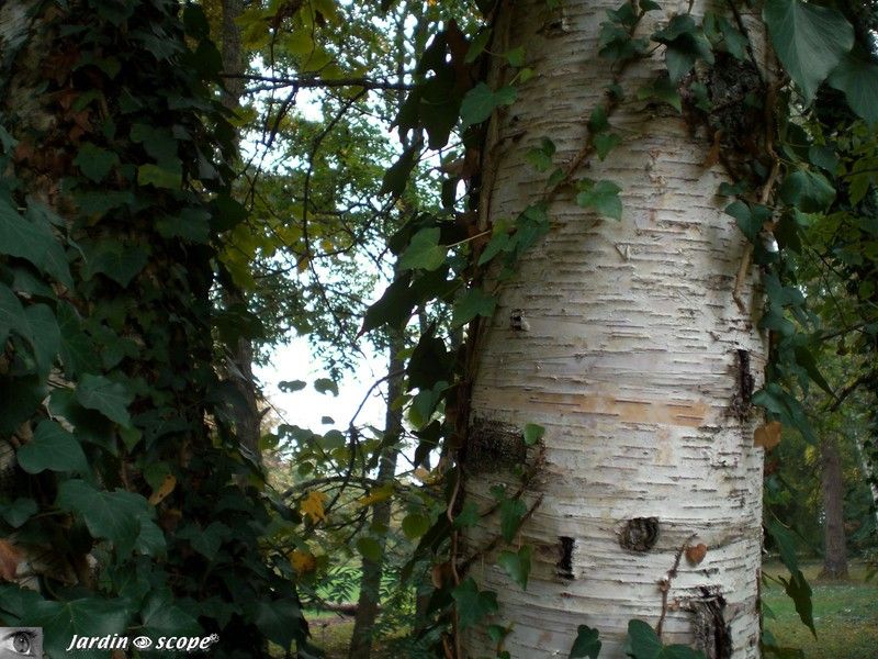Bouleau à papier • Betula papyrifera • Famille des betulaceae