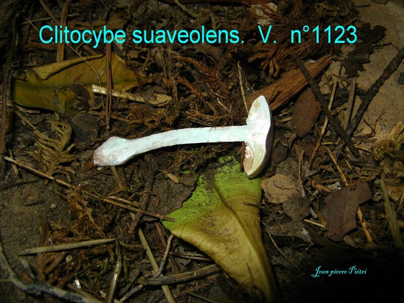 Clitocybe suaveolens n°1123