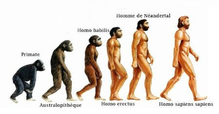 Homo Naledi – un nouvel ancêtre - évolution de l'homme