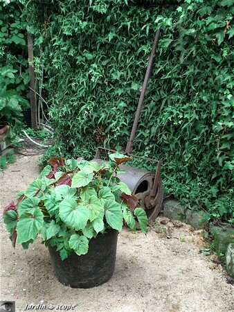 Jardin privé du rosiériste André EVE