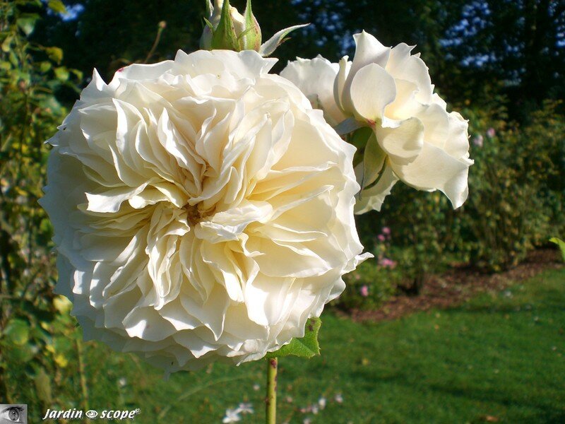 Rose ancienne 'Sombreuil' au château d'Ainay-le-Vieil