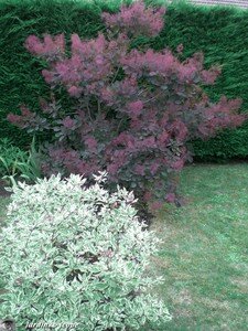 Cotinus_cornus