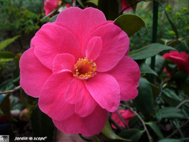 Camellia Japonica 'Gulio nuccio'