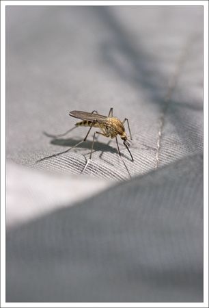 Galuchet_moustique_tissu_180410