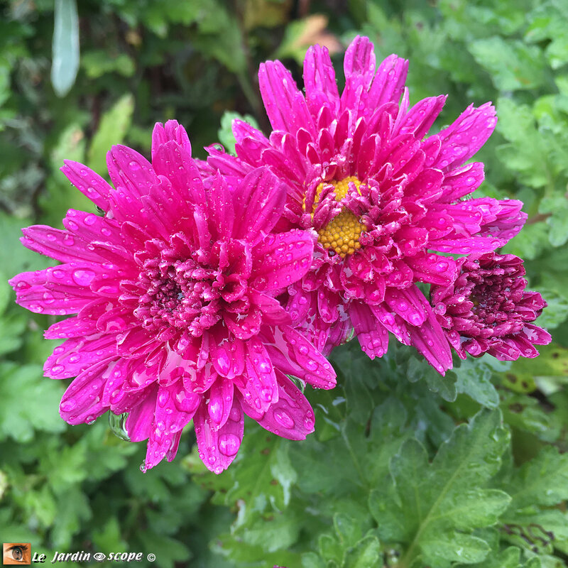 Chrysanthème-2