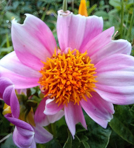 20210730_Dahlia rose