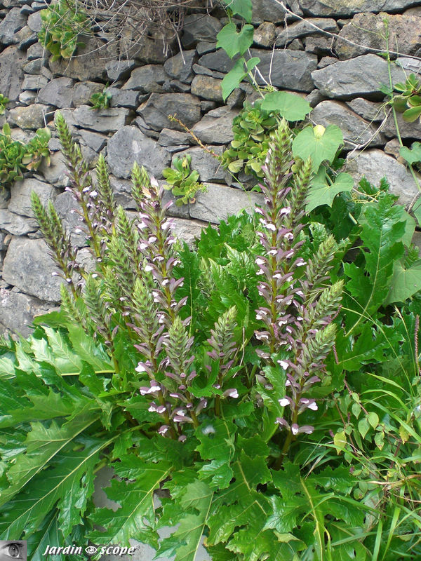 Acanthus mollis L. • Erva gigante (en portugais) • Acanthaceae