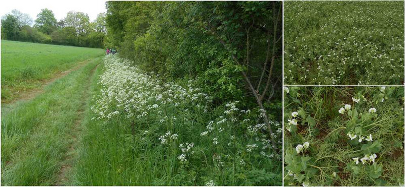 fleurs blanches
