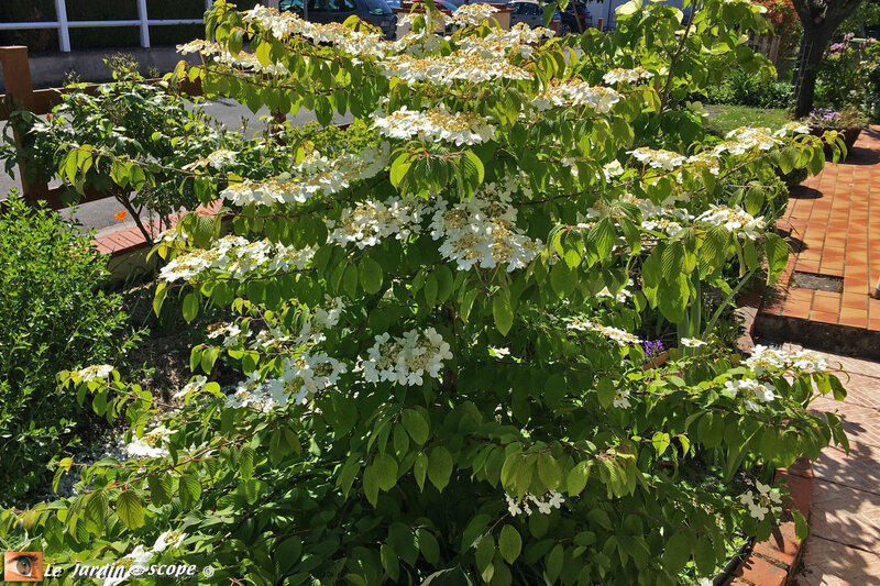 Viburnum