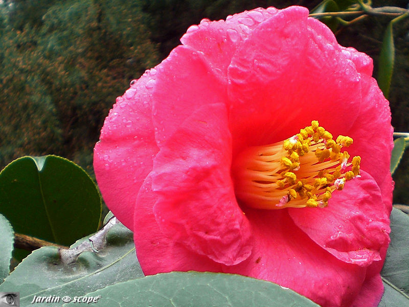 Camellia japonica 'Magali'