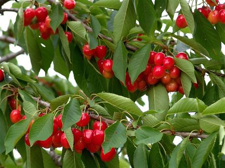 CERISES