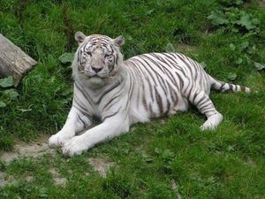 Tigre_blanc_2