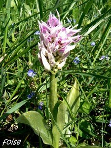 orchis_singe_16_avril_2008