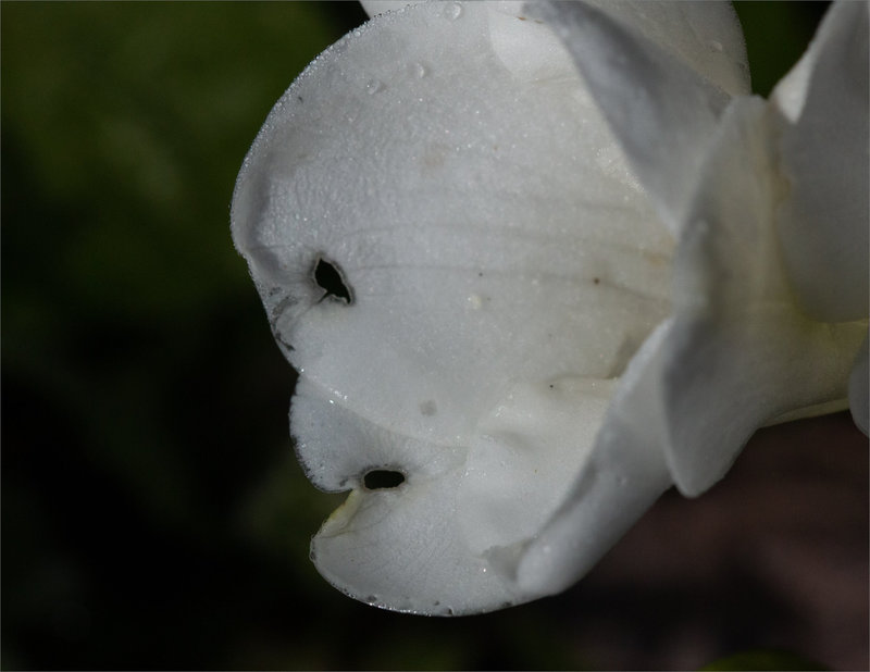 Fleur profil 090422