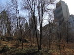 nyc_central_park