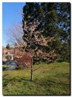 20210416gds-mots-br_fauquet_reve_de_printemps