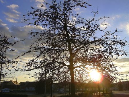 arbre_soleil_val_europe