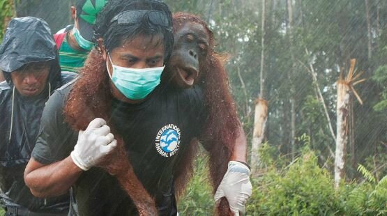 borneo-orangutan-rescue