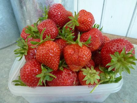 16-fraises (2)