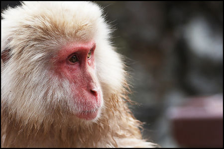 155_Snow_Monkey_18