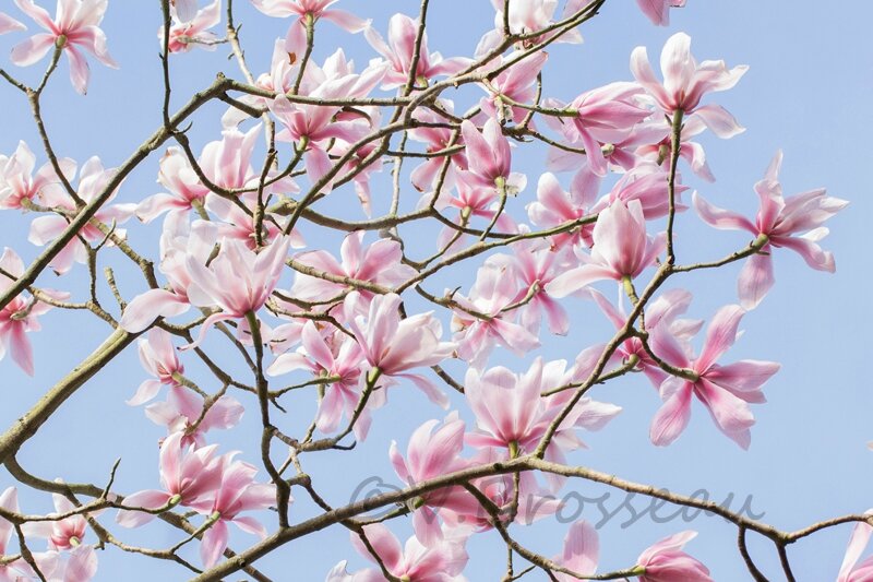 magnolia14-05