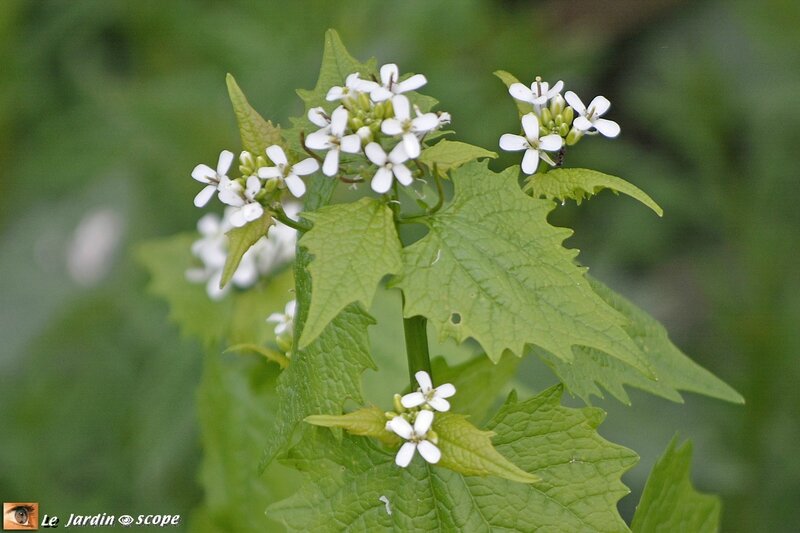 Alliaire officinale • Alliaria petiolata