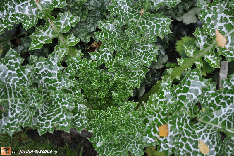 Silybum marianum feuilles