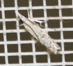 Tineidae sp