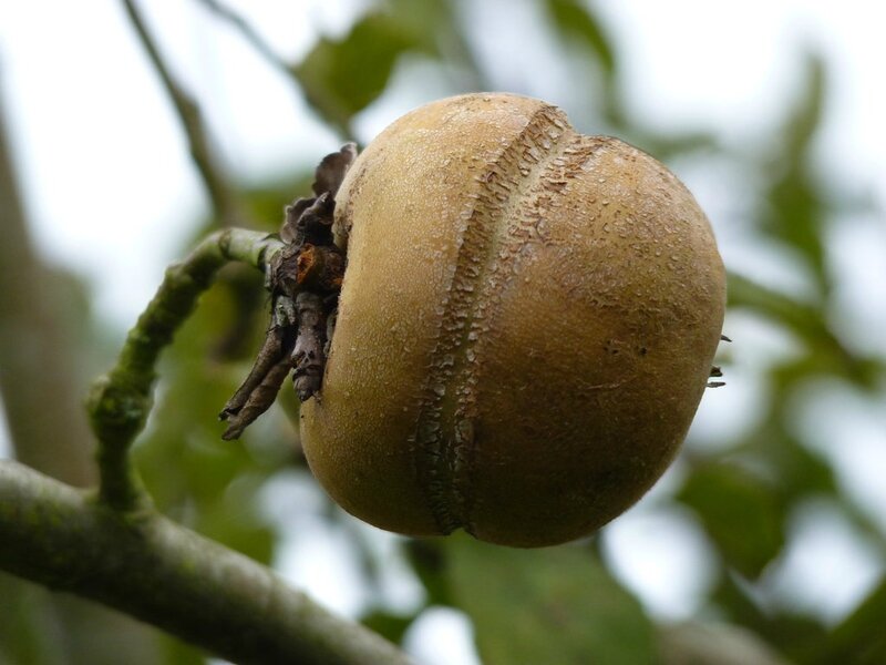 pomme patte de loup 01