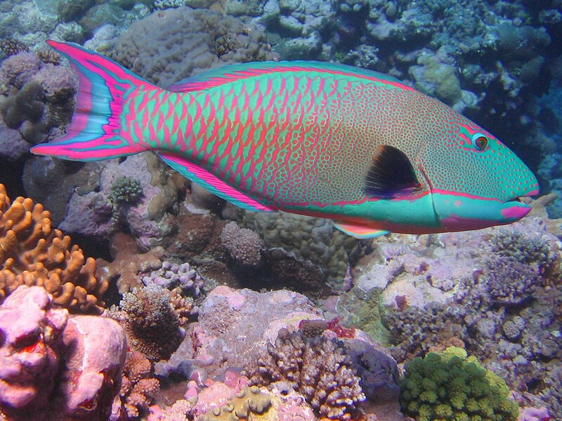 1024px-Bicolor_parrotfish