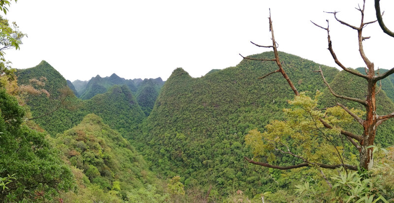 Réserve de Maolan_Guizhou_Chine2018_XRu_2