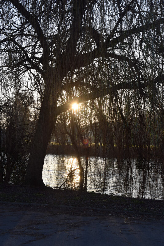 210110 Nikon 003