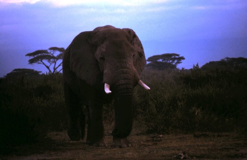 amboseli elephant kili bb