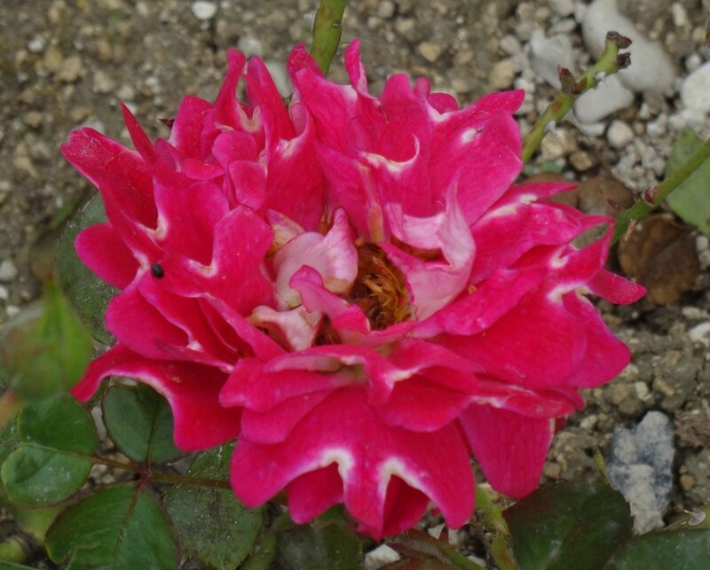 rosier a frou-frous fuchsia numero 1