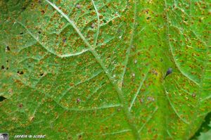Rouille