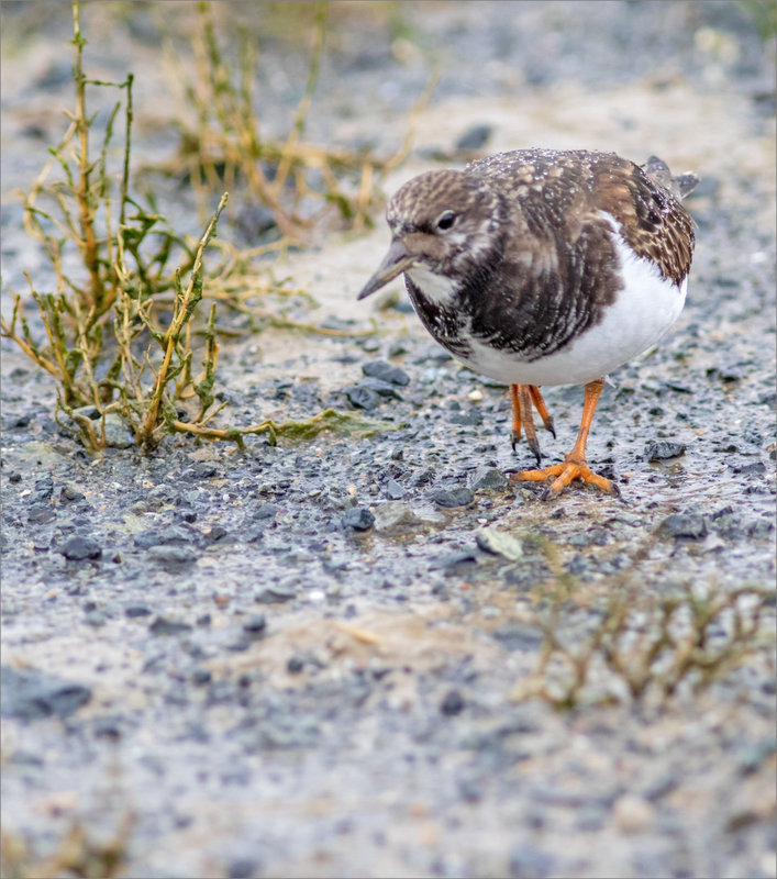 Oiseau Tournepierre Pavé 281221 ym 10