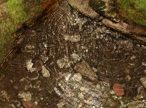 broceliande_fontaine_barenton