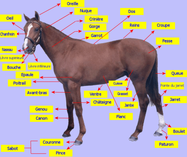 A morphologie_cheval