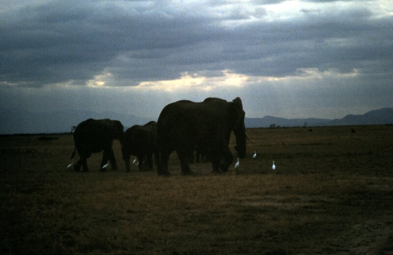 amboseli elephants troupeaux ee