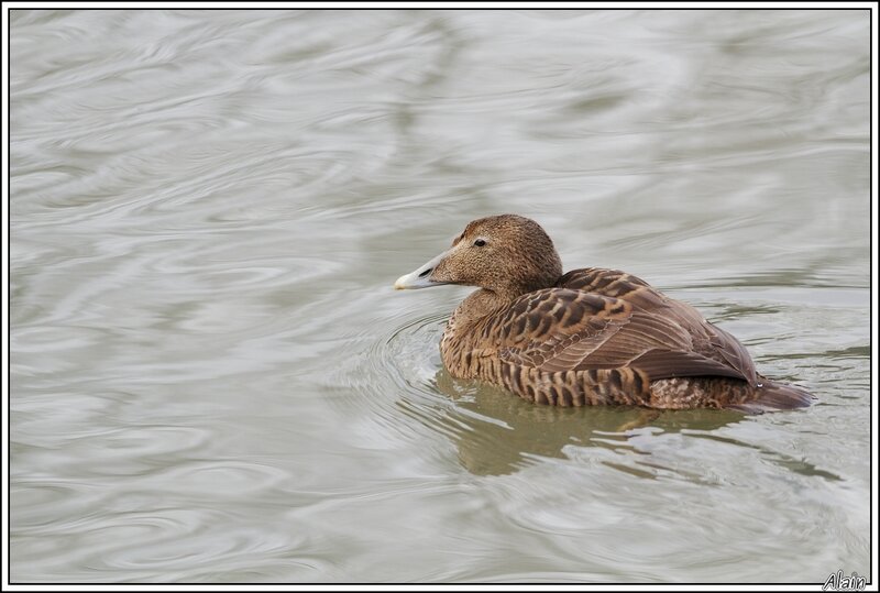 eider à duvet