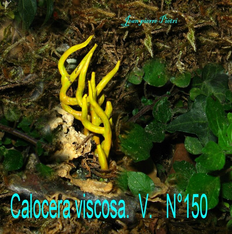 Calocera viscosa