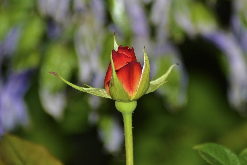 3rose2
