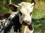 220px-Jeune_vache_normande101