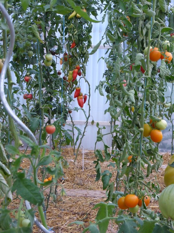 22-tomates (8)