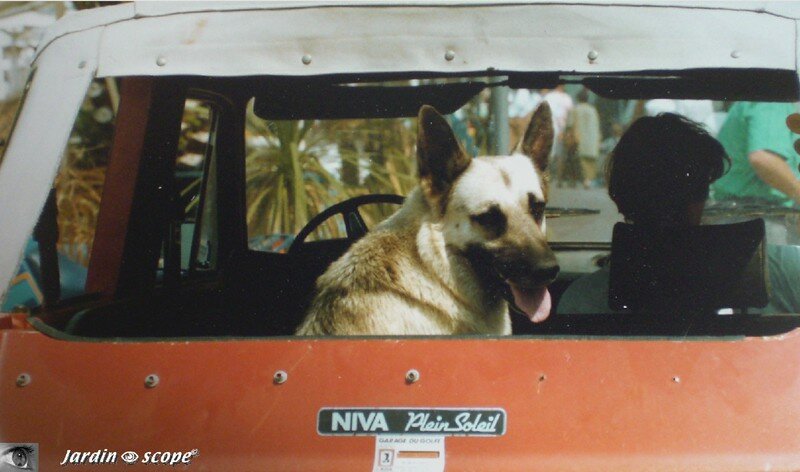Bonifacio - Chien dans une voiture (Insolite)