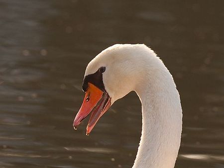 _c_Photo_Pierre_Vandamme_2010_01_07_cygne__1_sur_1__7