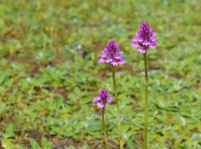 190622_orchis_pyramidal_1