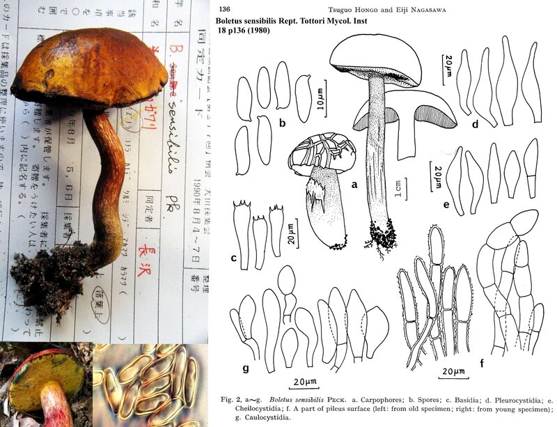 Boletus_sensibilis_mont_TMI_redim3500